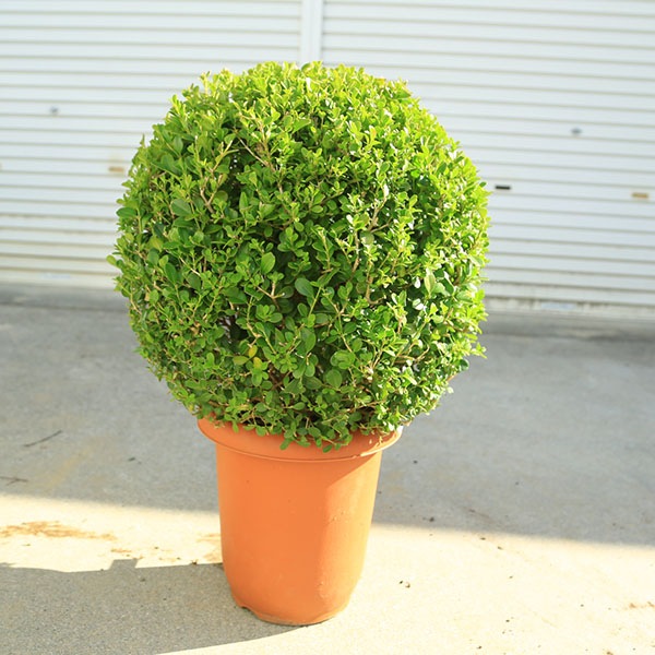 ڡڡܥååɡӿ˶¤ꡡ*70 ʸ¤ꡡ