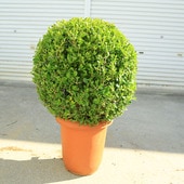 ڡڡܥååɡӿ˶¤ꡡ*70 ʸ¤ꡡ