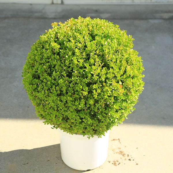 庭木・植木：ボックスウッド（西洋柘植）玉造り 10号*全高80cm 現品