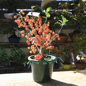 ڡڡܫʥߥޥɥ˺ɱ6*ߤޤɤ