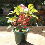 ڡڡܫʥߥޥɥɱ6*ߤޤɤҤӤҥӥ