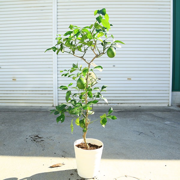 ڡڡ̼ڡʲ˼100ݦݨ*