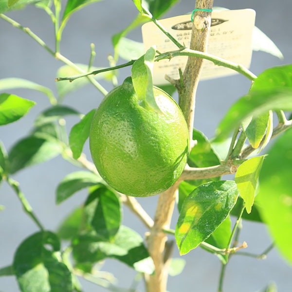 庭木 植木 果樹 苗木：レモン（黄昏レモン）樹高100cm れもん 檸檬