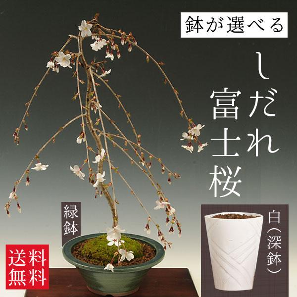 盆栽：しだれ富士桜（一重しだれ桜）*鉢選べます！＜2026年開花終了