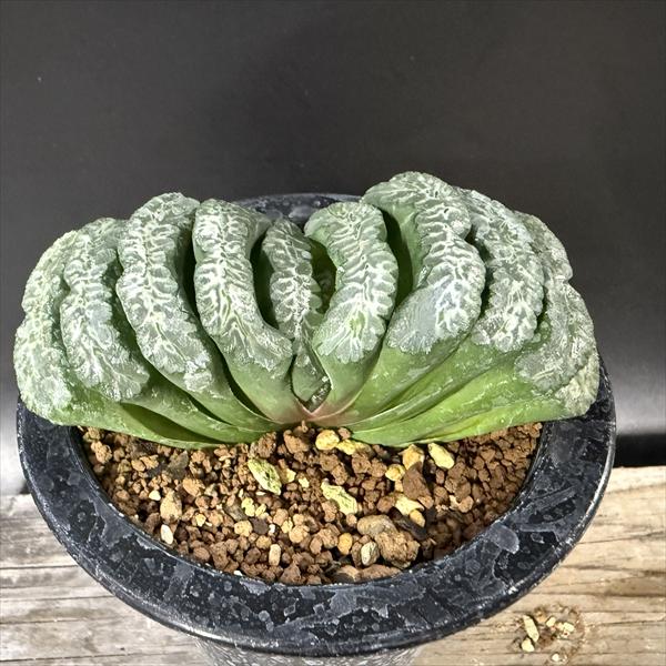 多肉植物　ハオルチア　蛙玉　03 多肉植物 ハオルチア 蛙玉 2本