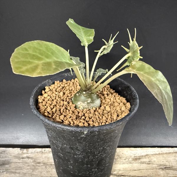 コーデックス：ドルステニア フォエチダ*M 塊根幅2.5cm | サボテン