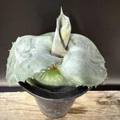 ¿ʪ ޥ顼 ѥԥꥪ ץ饿Υǥ*13ʡʸ¤