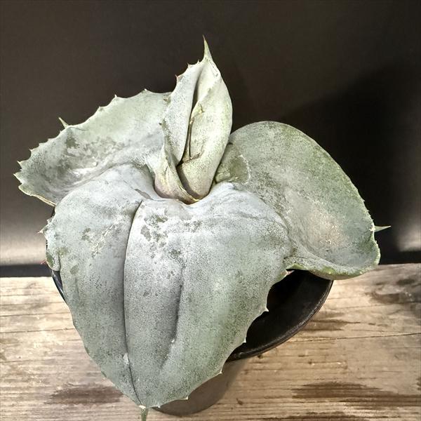 ¿ʪ ޥ顼 ѥԥꥪ ץ饿Υǥ*14ʡʸ¤