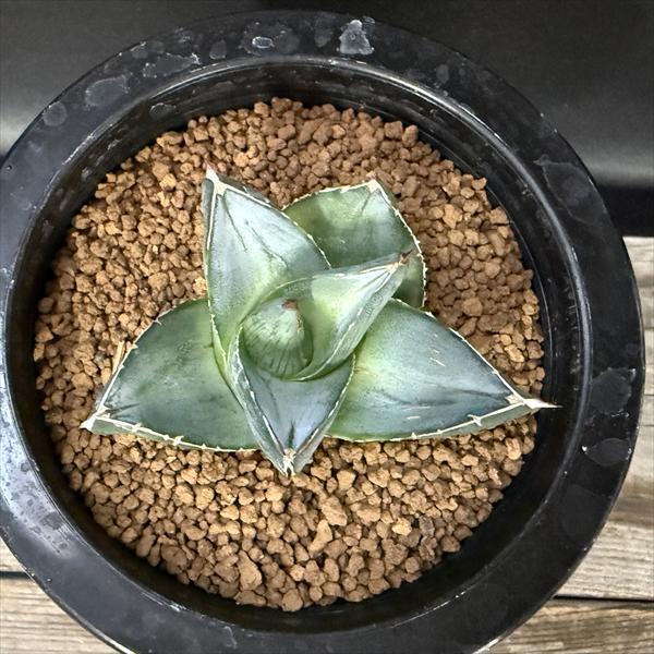 多肉植物：アガベ プミラ*幅7cm 現品！一品限り | サボテン＆多肉