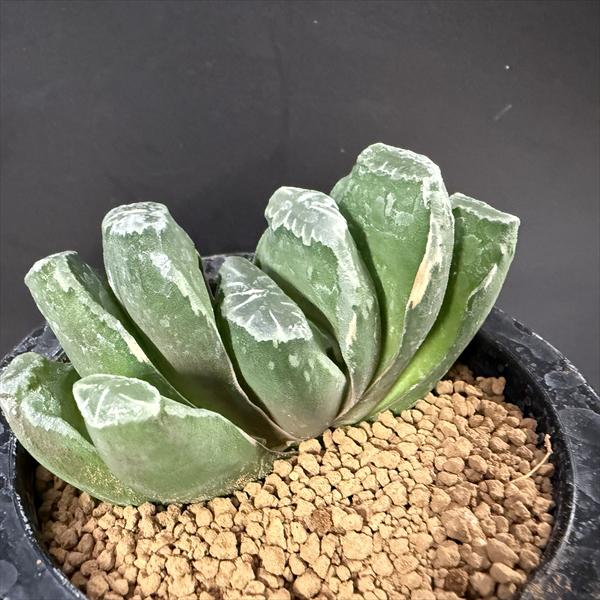 多肉植物 Haworthia - TourSUB Plant [Y29]Green □[Y095]グリーン