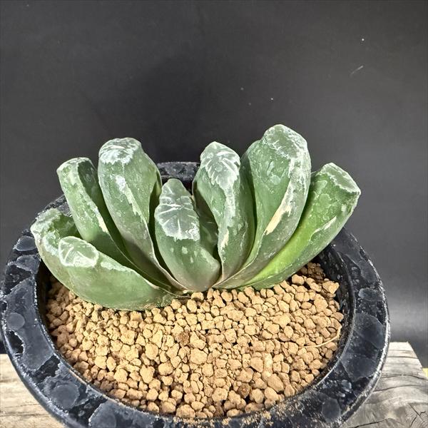 ☆特価☆多肉植物：ハオルチア 玉扇 少し斑入り*幅10cm 現品！一品