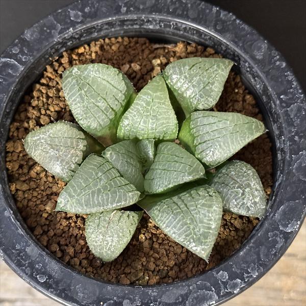 30c 多肉植物　ハオルチア　白夜スプリング　自家繁殖　鉢植え発送 ☆特価☆多肉植物：ハオルチア NS3/8(ｽﾌﾟﾘﾝｸﾞ×ｽｺｯﾄｺﾝﾌﾟﾄ)×未来ｽﾌﾟﾘﾝﾌﾟﾄ