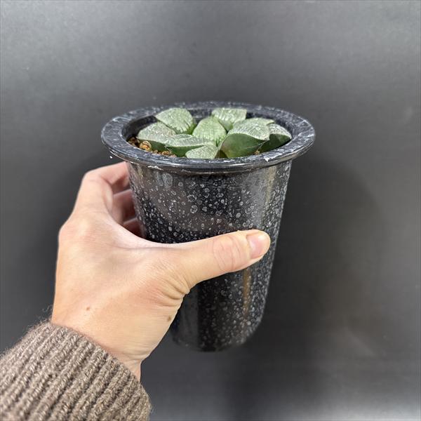 ☆特価☆多肉植物：ハオルチア NS3/8(ｽﾌﾟﾘﾝｸﾞ×ｽｺｯﾄｺﾝﾌﾟﾄ)×未来ｽﾌﾟﾘﾝﾌﾟﾄ