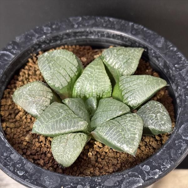 81d 多肉植物　ハオルチア　実生苗　自家繁殖　鉢植え発送 ☆特価☆多肉植物：ハオルチア NS3/8(ｽﾌﾟﾘﾝｸﾞ×ｽｺｯﾄｺﾝﾌﾟﾄ)×未来ｽﾌﾟﾘﾝﾌﾟﾄ