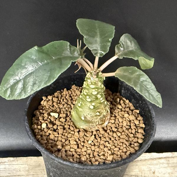 ǥåɥ륹ƥ˥ե*3ʡʸ¤