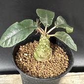 ǥåɥ륹ƥ˥ե*3ʡʸ¤