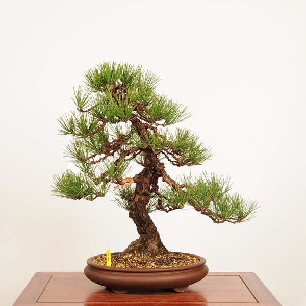 ���� �ߺϡ����Ϲ���* ���� ����ʪ �����ޤġ������ޥġ�Kuromatsu bonsai �����ߺ�