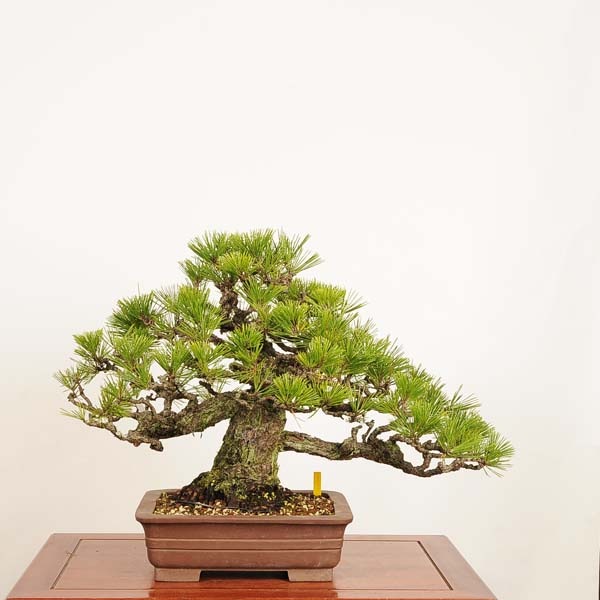 盆栽 特選：三河黒松* 現品 一点物 くろまつ クロマツ Kuromatsu