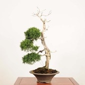 ߺ *ʪ   Ѥ ѥShinpaku bonsai ߺ 緿ޥ 