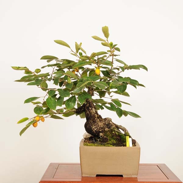 �ߺ� ���������������� *����ʪ ����  Kaki bonsai���緿��ޥ��������� �����ߺ�