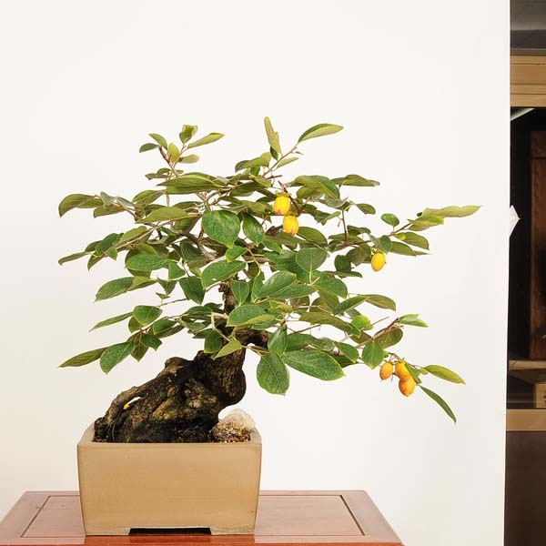 やまかき 盆栽 特選：山柿 現品 *一点物 カキ Kaki bonsai【大型ヤマト便配送