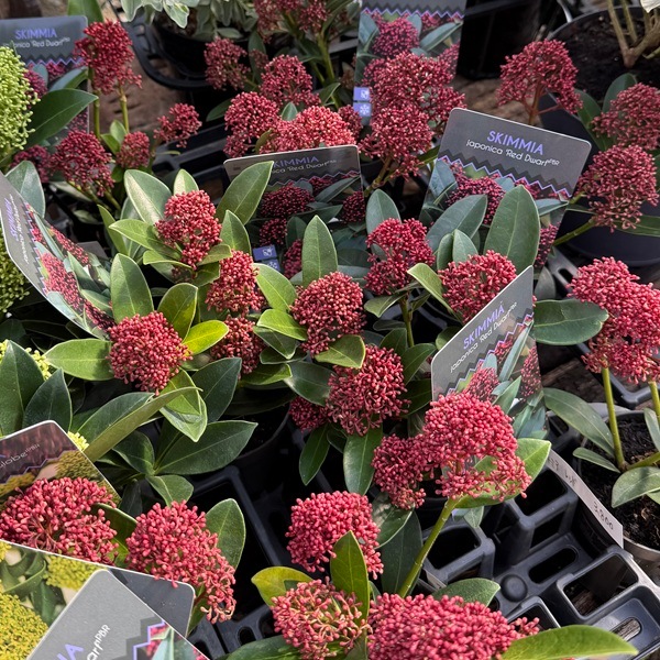 おしゃれ 観葉植物 苗木 ：スキミア レッド ドワーフ*Red Dwarf