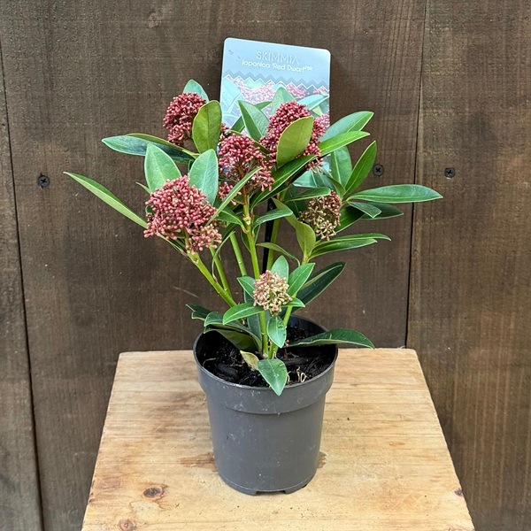 花無し株 キラメキ⭐︎ ダークレッド 多重花弁 小型鉢 おしゃれ 観葉植物 苗木 ：スキミア レッド ドワーフ*Red Dwarf