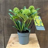  տʪ  ߥ ۥ磻ȥ*White Globe ߥޥ 3