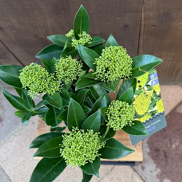 おしゃれ 観葉植物 苗木 ：スキミア ホワイトグローブ*White Globe