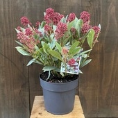  տʪ  ߥ ڥ*Japonica Perosa ߥޥ 6