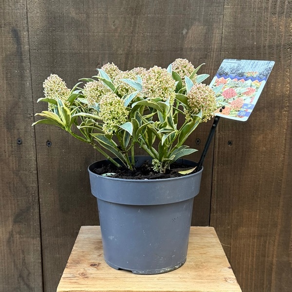 おしゃれ 観葉植物 苗木 ：スキミア マジックマルロー*Magic Marlot