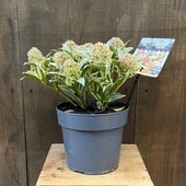 ������� ���տ�ʪ ���� �������ߥ� �ޥ��å��ޥ����*Magic Marlot �ߥ�ޥ����� 6��