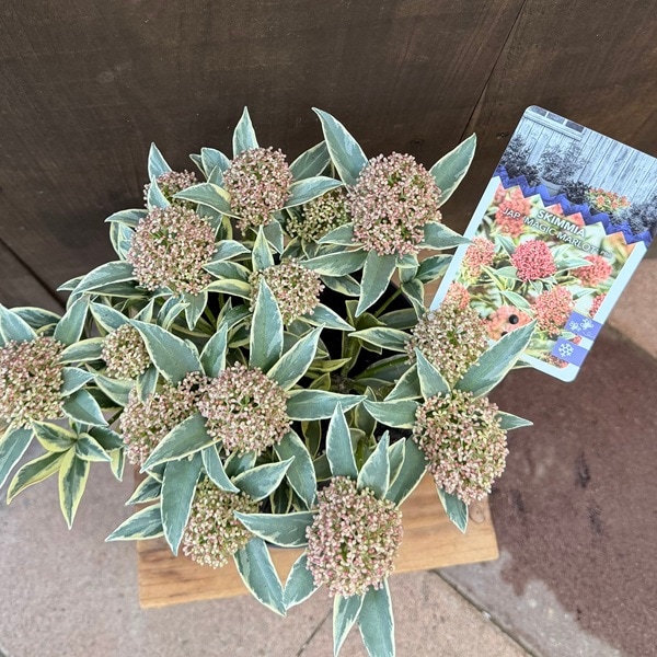 おしゃれ 観葉植物 苗木 ：スキミア マジックマルロー*Magic Marlot