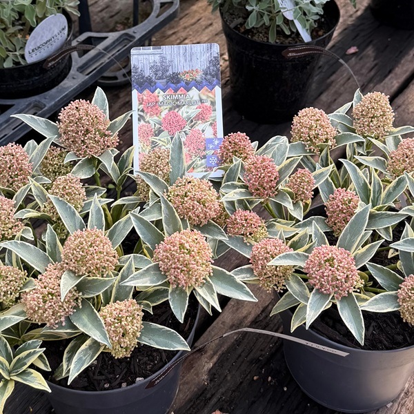 おしゃれ 観葉植物 苗木 ：スキミア マジックマルロー*Magic Marlot