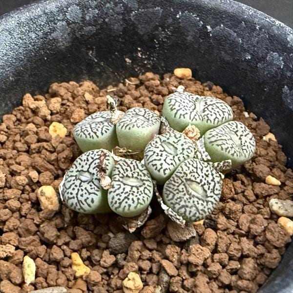 コノフィツム ウィッテベルゲンセ 特選 多肉植物：コノフィツム 美紋ウィッテベルゲンセ*全幅3.5cm 現品