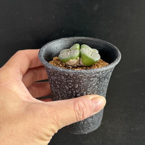 コノフィツム ウィッテベルゲンセ×セレシアナム 特選 多肉植物