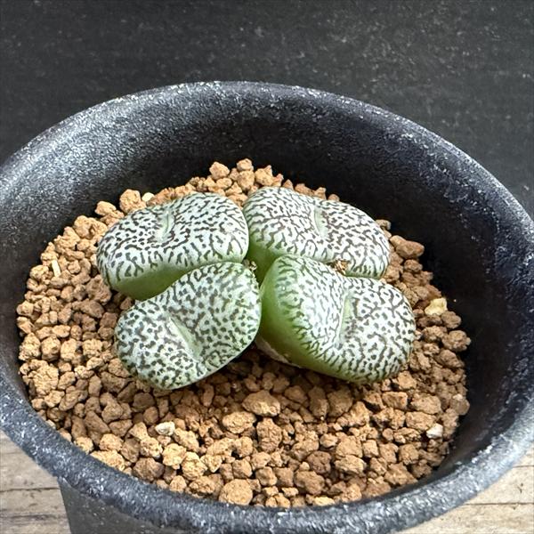 コノフィツム ウィッテベルゲンセ×セレシアナム 特選 コノフィツム ウィッテベルゲンセ×セレシアナム 特選 コノフィツム