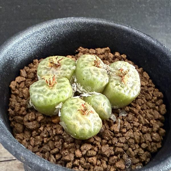 ¿ʪΥեĥࡡ󥲥ꥫƥȥ饴ʥ*4ʡʸ¤