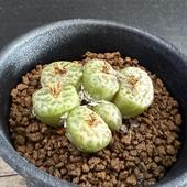 ¿ʪΥեĥࡡ󥲥ꥫƥȥ饴ʥ*4ʡʸ¤