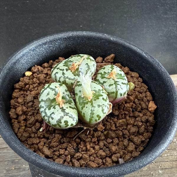 多肉植物：コノフィツム ウルスプルンギアナム*全幅4cm 現品！一品