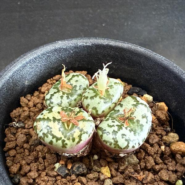 多肉植物：コノフィツム ウルスプルンギアナム*全幅3.5cm 現品！一品