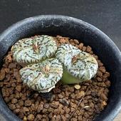 ¿ʪΥեĥࡡȩԥĥ*4.5ʡʸ¤