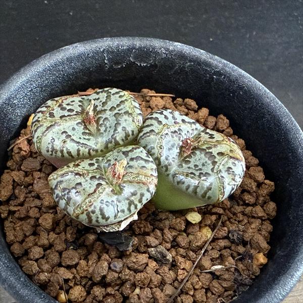 多肉植物：コノフィツム 白肌美紋ピクツラム*全幅4.5cm 現品！一品