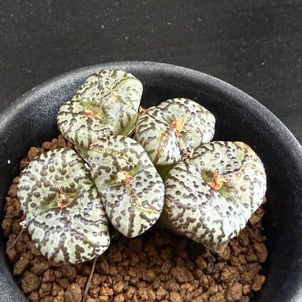 ¿ʪΥեĥࡡȩԥĥ*5ʡʸ¤