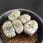 ¿ʪΥեĥࡡȩԥĥ*5ʡʸ¤