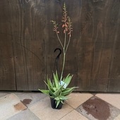  տʪǥ륿饤* Aloe 'Delta Light'  5桡ߤȭ