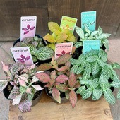 졡տʪġեåȥ˥3ĥå*ŹǤ