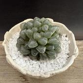 ¿ʪ: ϥ ֥ġ ƫȭ * ܥƥ