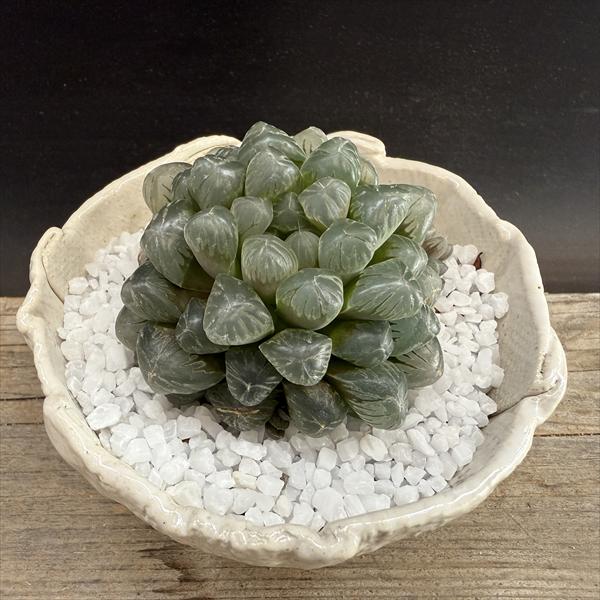 多肉植物: ハオルチア オブツーサ 白陶器鉢 *和 サボテン | サボテン
