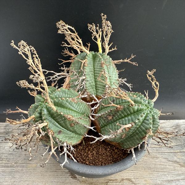 ǥå桼եӥХ3ƬΩ*22ʡʸ¤